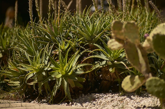 Photo beautiful bush of aloe plants beautiful and very lush specimens of bright and glowing colors