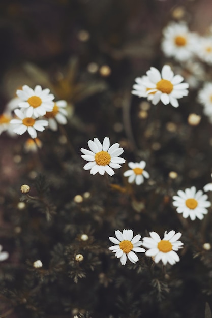 The beautiful bush of chamomile on a summer day