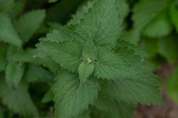 Beautiful bush of fresh mint