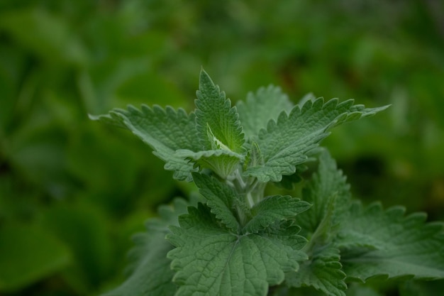 Beautiful bush of fresh mint