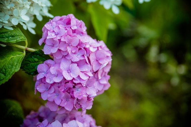 Beautiful bush of hydrangea flowers, Blue and purple Hydrangea or Hortensia flower with green leaves blooming in spring garden. Nature background.purple, pink, blue flowers in park, street.Copy space