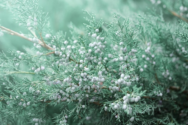 Beautiful bush of juniper with berries shallow depth of field