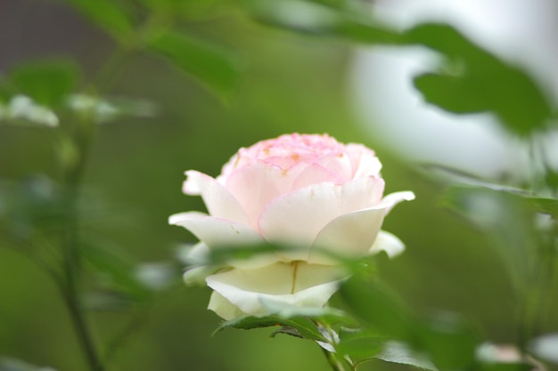 Beautiful bush of pink roses in a spring garden Closeup of a pink flower blooming outdoors Pink rose in the garden at sunny day