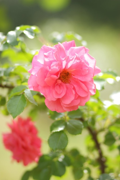 Beautiful bush of pink roses in a spring garden Closeup of a pink flower blooming outdoors Pink rose in the garden at sunny day