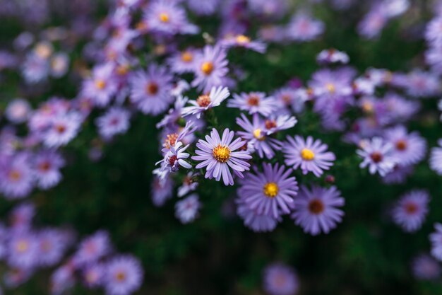 Beautiful bush of violet flowers