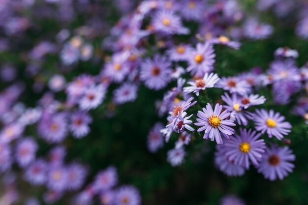 Beautiful bush of violet flowers