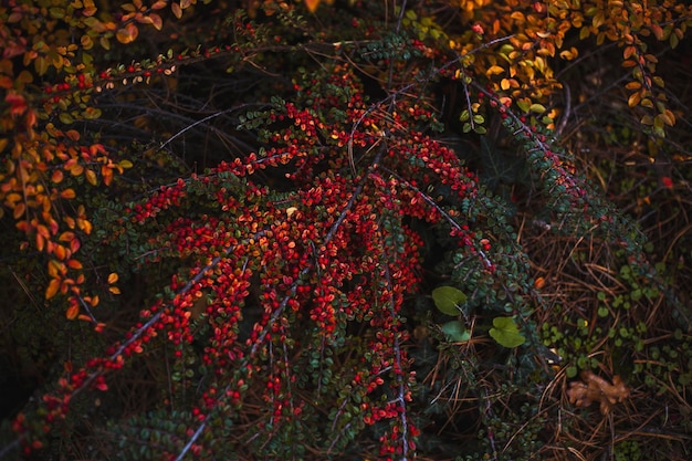 Beautiful bush with red berries in autumn Top view flat lay