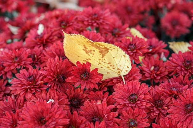 Beautiful bushes of chrysanthemum flowers red colors