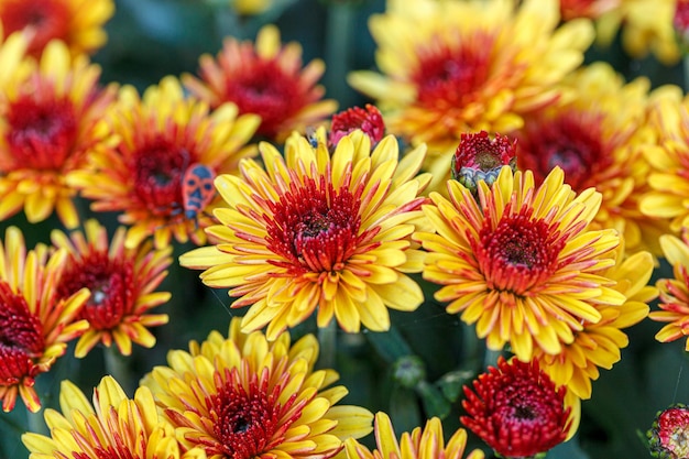 beautiful bushes of chrysanthemum flowers yellow and red colors close up