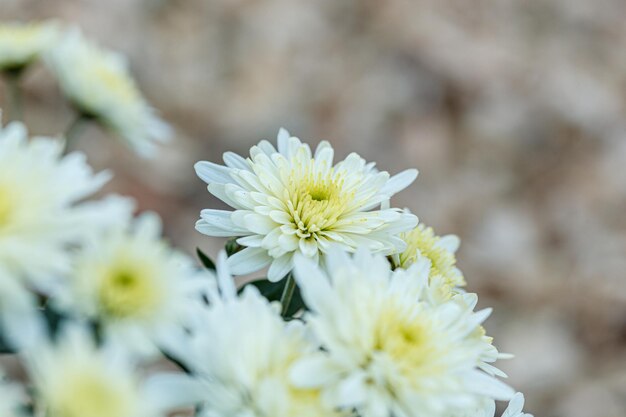 beautiful bushes of yellow chrysanthemum flowers closeup