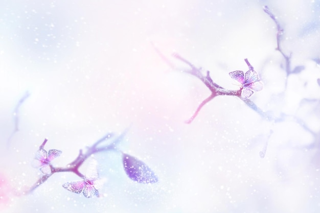 Beautiful butterflies in the snow and frost on a blue and pink background Snowing Artistic winter natural delicate image Minimalism style Selective and soft focus Copy space