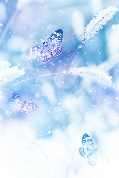 Beautiful butterflies in the snow on the wild grass on a blue background Snowfall Artistic winter christmas natural image Winter and spring background Copy space