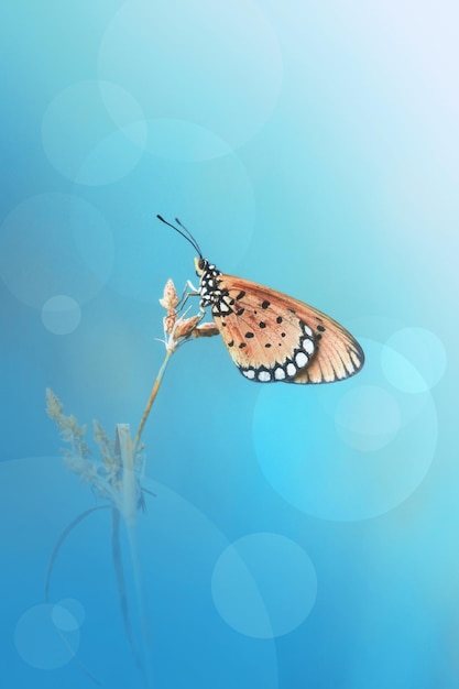 beautiful butterfly in the bush
 leaf at spring time