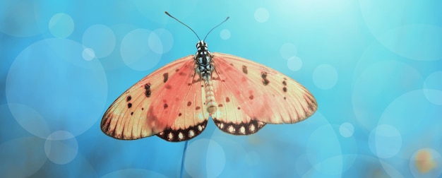 beautiful butterfly in the bush
 leaf at spring time