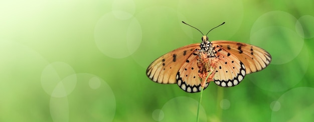 beautiful butterfly in the bush
 leaf at spring time