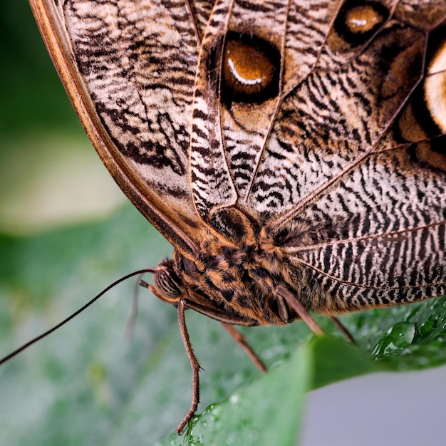 Beautiful butterfly closeup