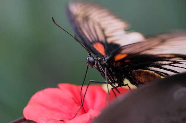 Beautiful butterfly closeup