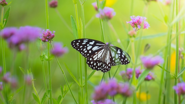 Beautiful Butterfly on Colorful Flower