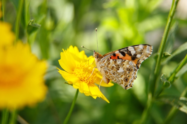 A beautiful butterfly drinks nectar from a yellow flower on a Sunny day macrophotography selective focus with a low depth