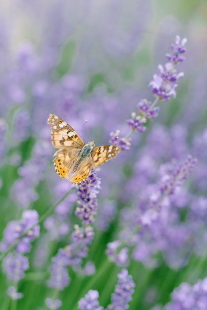 A beautiful butterfly drinks nectar on a lavender flower in a lavender field