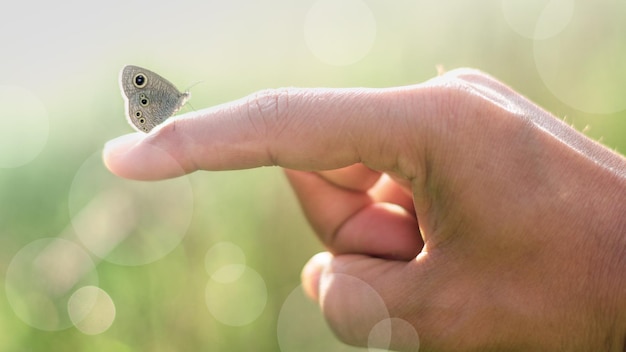 beautiful butterfly on finger at spring time