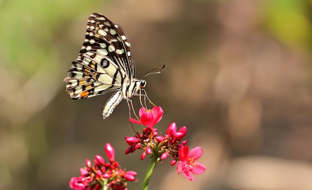 Beautiful butterfly on the flower. Animal background