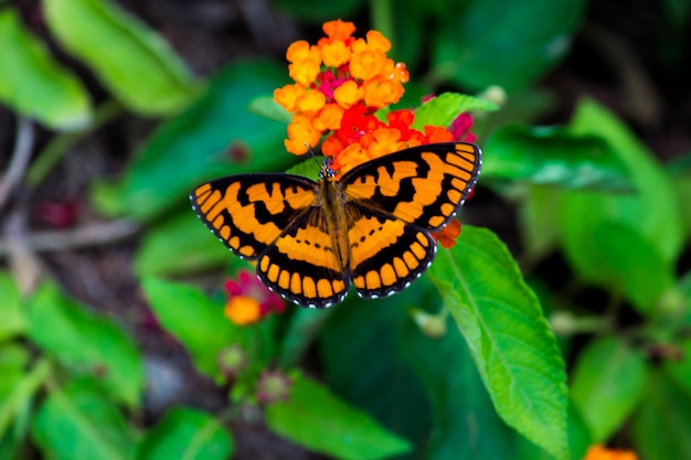 A Beautiful butterfly on the flower plants during springtime