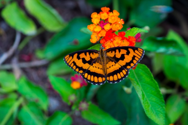 A Beautiful butterfly on the flower plants during springtime