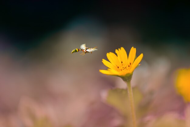 beautiful butterfly on flower in tropical garden