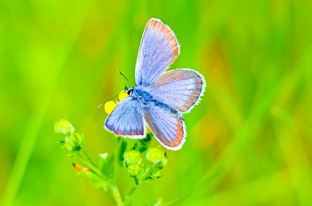 Beautiful butterfly on a flower