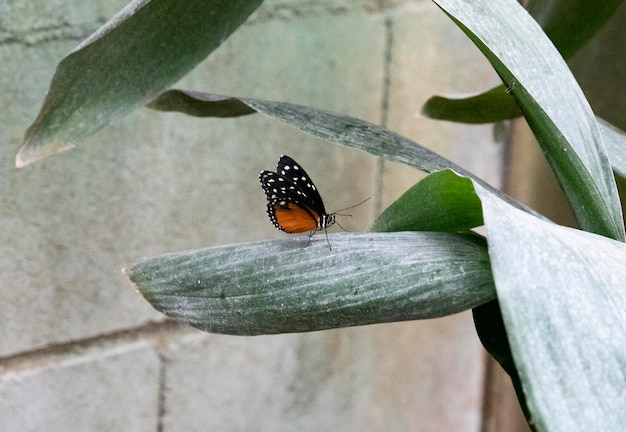 Beautiful butterfly in the garden Order of insects with complete reversal monarch butterfly