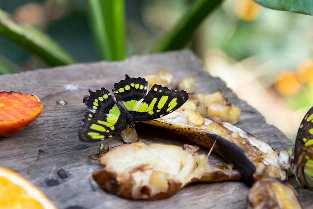 A beautiful butterfly is a top view Order of insects with complete reversal