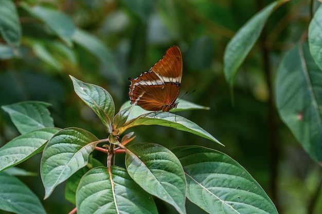 beautiful butterfly known as siproeta epaphus nymphalidae perched on a green leaf in nature