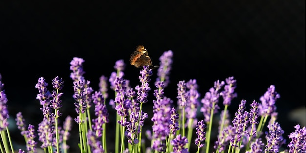 Beautiful butterfly on lavender flower field in home garden