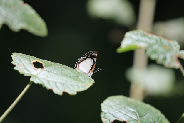 Beautiful butterfly on leaf in nature