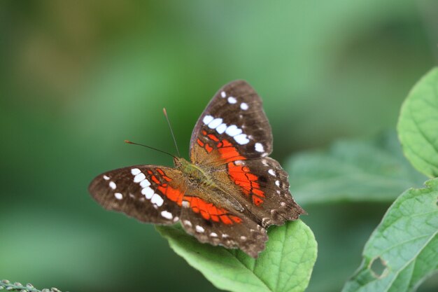 Beautiful butterfly on leaf in nature