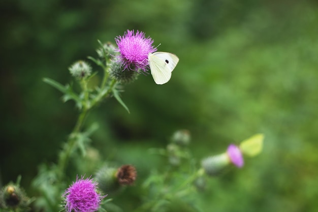 Beautiful butterfly lemon lime sits on a flower thistle in the forest