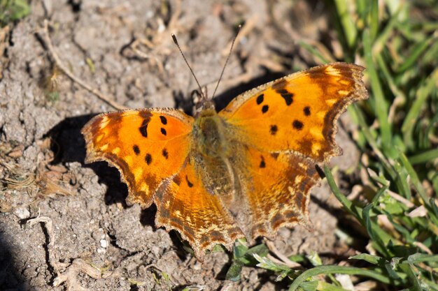 Beautiful butterfly perching on flower