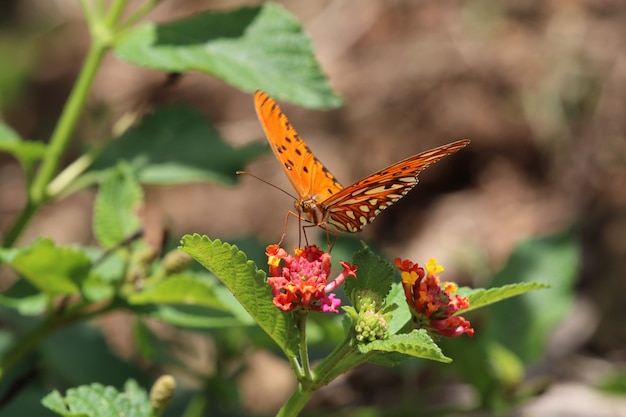 Beautiful butterfly on red flower