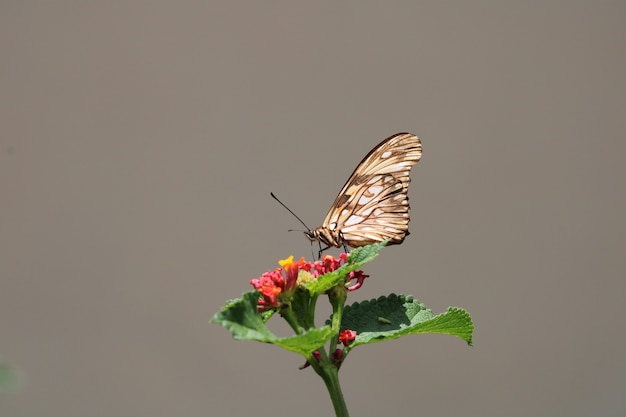 Beautiful butterfly on red flower