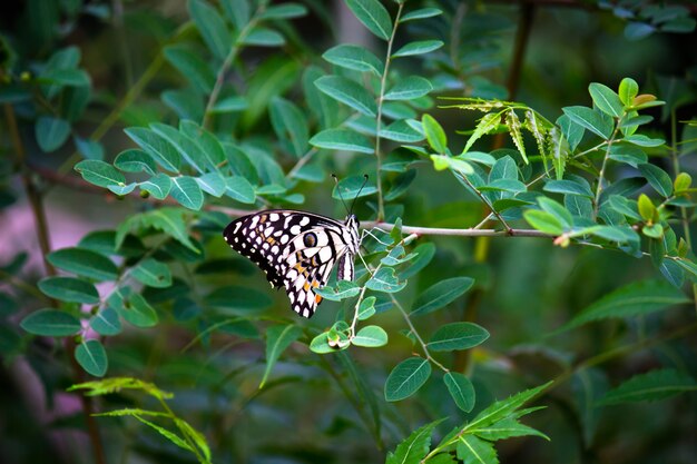 A beautiful butterfly resting on the flower plants during spring season 
 