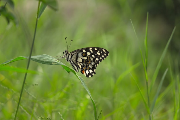 A beautiful butterfly resting on the flower plants during spring season 
 