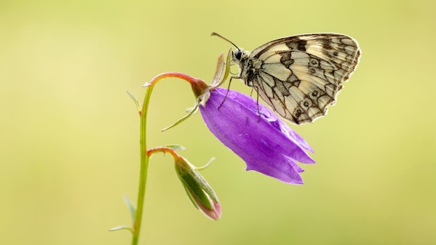 A beautiful butterfly sits on a lilac flower.