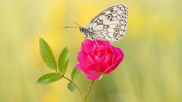 A beautiful butterfly sits on a pink rose.