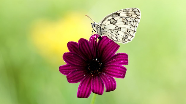 A beautiful butterfly sits on a purple flower