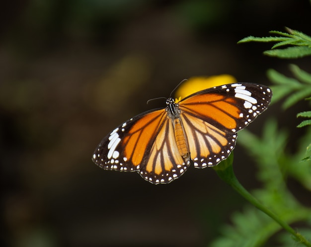 Beautiful butterfly sucking nectar from a bright yellow flowers stamens. 