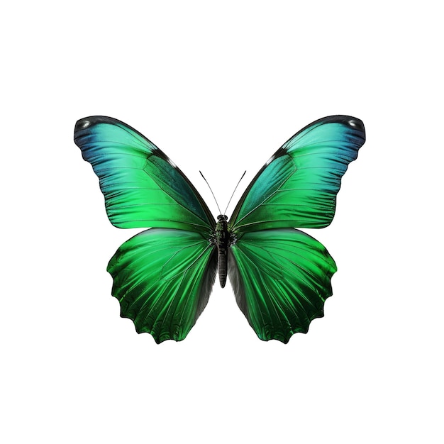 Beautiful butterfly on a transparent background Generative AI