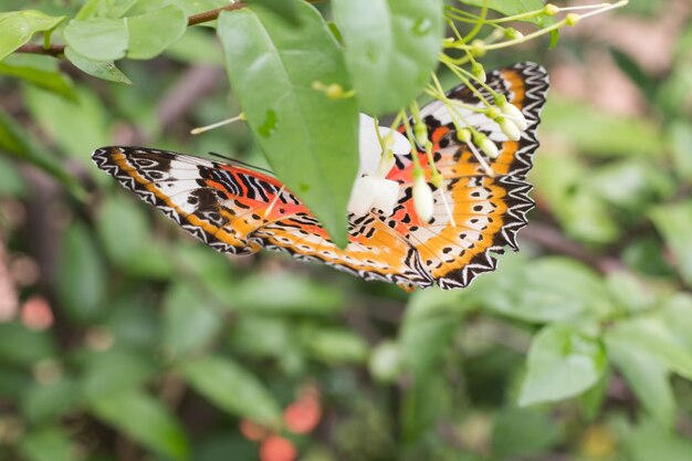 Beautiful butterfly on white flower Blurred or blur soft focus, Close-up butterfly 