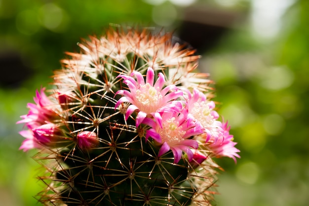 Beautiful cactus flower on sunlight