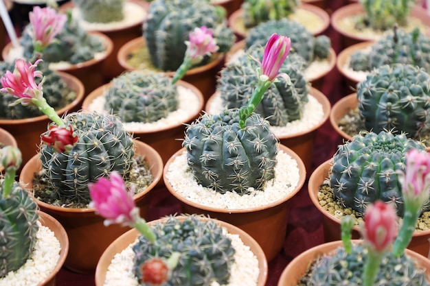 beautiful cactus in pot